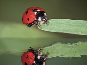 reflection, ladybird, leaf