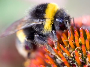 dumbledor, rods, Colourfull Flowers, bittern