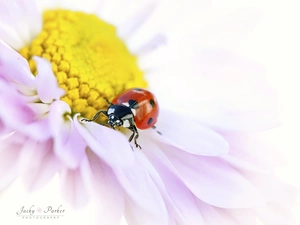 ladybird, Close, White, rods, Colourfull Flowers