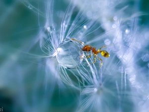 down, roes, drop, Close, ant