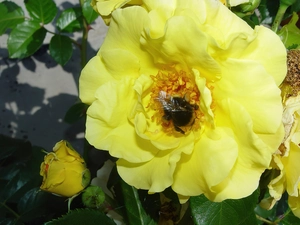 dumbledor, Yellow Honda, rose