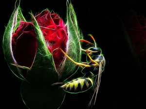 rose, bud, Fractalius, bee, background, red hot, Colourfull Flowers, Black