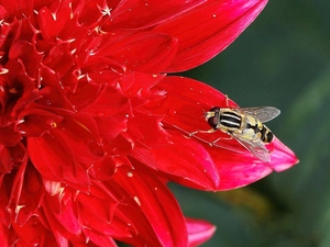 drops, Rosy, Dalia, flakes, fly