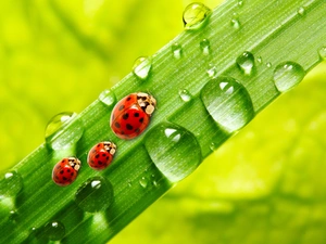 Rosy, stalk, ladybugs, drops, Three