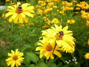 Sunflower Rough, color, Bumblebees, Yellow