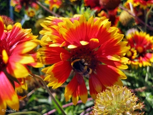 Rudbeckia, dumbledor