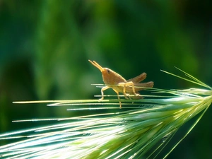 stalk, sea-horse, field, grass