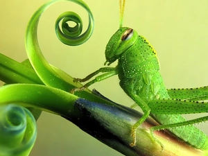 twig, sea-horse, field, grass