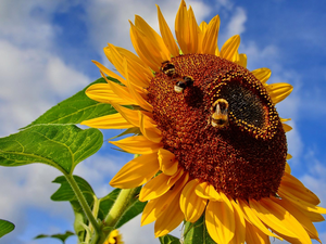 Sky, Sunflower, Bumblebees