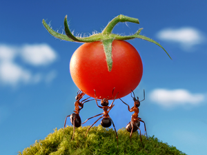 Sky, ants, tomato