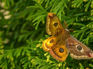 moth, Green, plant, Small Emperor Moth