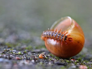 snail, caterpillar, shell