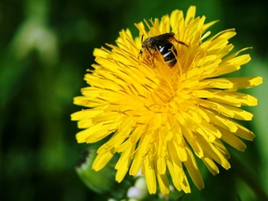 sow-thistle, bee