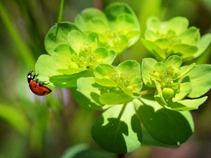 spurge, ladybird
