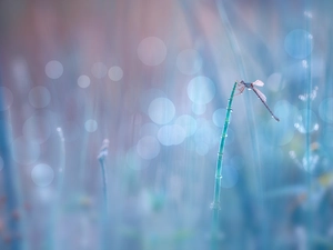 Bokeh, dragon-fly, stalk