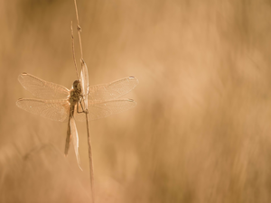 grass, dragon-fly, stalk