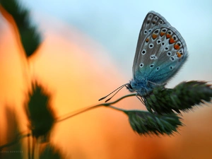 stalk, butterfly, Dusky