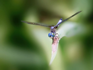 grass, dragon-fly, stalk