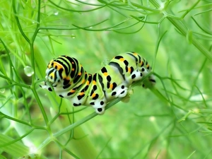 stems, caterpillar, butterfly