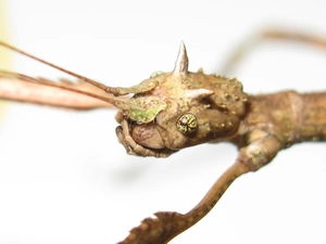 stick insect, horned