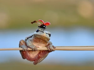 strange frog, ladybird