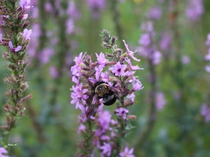 summer, phlox, dumbledor