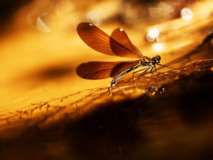 sun, Great Sunsets, luminosity, ligh, dragon-fly, flash, Close