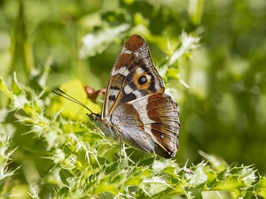 ligh, plant, flash, holly, butterfly, sun, luminosity