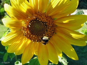 Sunflower, dumbledor