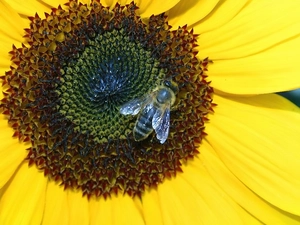Sunflower, fly