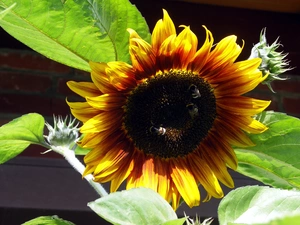 Yellow, Three, Bumblebees, Sunflower