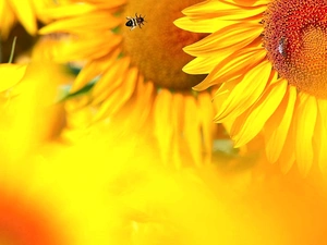 Nice sunflowers, rapprochement, blur, Bees