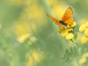 butterfly, Scarce Copper, Tansy, Orange, Colourfull Flowers