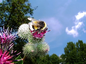 Colourfull Flowers, dumbledor, teasel