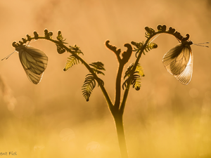 Two cars, Pereute telthusa, plant, butterflies