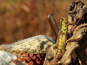 tentacles, locust, Itinerant