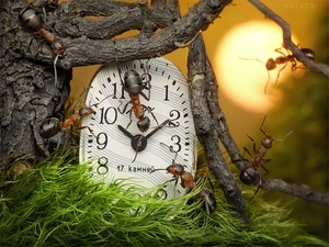 ants, Lod on the beach, grass, Clock