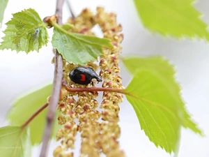 Leaf, ladybird, birch-tree