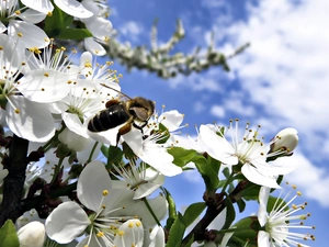 flourishing, bee, Spring, trees