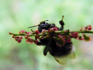 twig, Insect, dumbledor