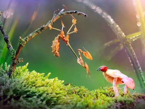 Moss, twig, ladybird, mantis, mushrooms