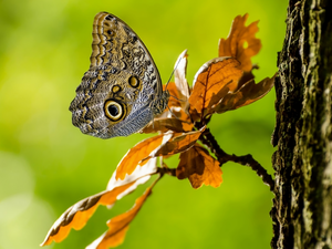 butterfly, twig, Leaf, Caligo eurilochus