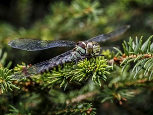 spruce, dragon-fly, Twigs