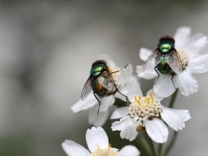 Flies, Scheele, Flowers, Two