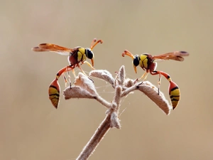 Wasps, The herb, Two