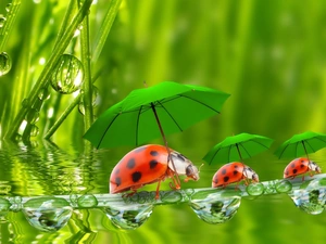 ladybugs, drops, water, umbrellas
