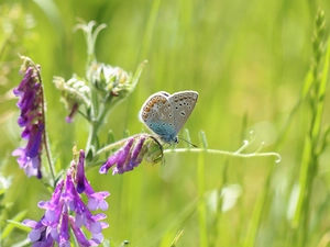 butterfly, Colourfull Flowers, Vetch, Dusky Icarus