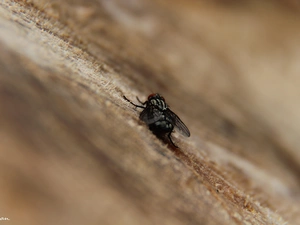 trees, viewes, cut, trunk, fly