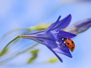 Colourfull Flowers, ladybird, Violet