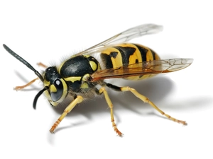 wasp
